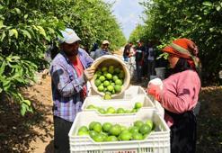 Adana'da Suriyeliler dönmeye başladı, Adana çiftçisi tedirgin oldu: "Ucuz işçi ithal etmeliyiz"