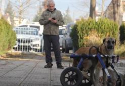 Ordu'da duygulandıran olay: Minibüs çarpan sokak köpeğini demirden yürüteçle hayata döndürdü