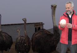 Kars'ta ilk deve kuşu çiftliği kuruldu! Her şey 22 yıl önce başladı