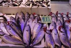 Tezgahlarda palamut bereketi sürüyor