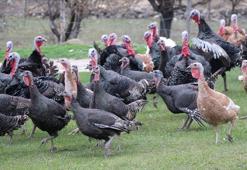 Yılbaşı sofralarının vazgeçilmezi hindi bu yıl tezgahta kaldı