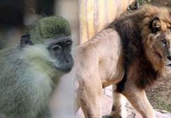 Türkiye'nin en büyük hayvanat bahçesinde tüm zamanların ziyaretçi rekoru