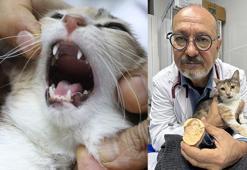 Adana'da damağı delik olan kediye protez damak takıldı, sağlığına kavuştu