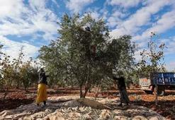 Zeytin ve Antep fıstığı 2024'te üreticisini sevindirdi!