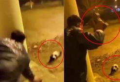 Batman'da sokak kedisini parke taşıyla yaralayan şahıs hakkında tutanak hazırlandı