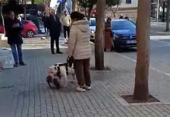 Avcılar'da sokak kedisini öldüren yasaklı ırk köpeğin sahibi yakalandı