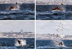 Kınalıada açıklarında yetişkin yunusun yaptığı hareket bilim dünyasını harekete geçirdi!