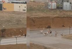 Ankara Yenimahalle'de köpekler vatandaşlara saldırdı