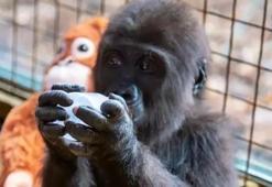 Kargo kolisinde bulunmuştu... Yavru gorile 20 binin üzerinde isim önerildi