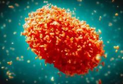 Fransa'da Maymun çiçeği alarmı! İlk kez görüldü