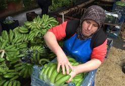 Antalya'da muz fiyatları üreticinin yüzünü güldürüyor