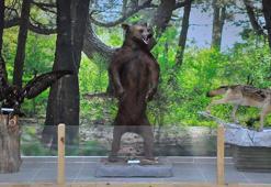 Türkiye'nin çeşitli yerlerinde ölen hayvanlar tahnit edilerek Manisa Spil Dağı'nda sergilendi