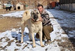 Pusuyu böyle kurup, kurdu böyle avlıyor! Kangal köpeğinin özellikleri hayran bırakıyor