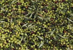 Türkiye'nin zeytin üretimi rekora ulaştı