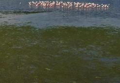 İzmir Körfezi'nde deniz yosunu tabakası