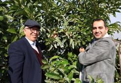 Hukukçu baba ve doktor oğlu tarlada buluştu: 1 yılda 30 ton avokado üretimi yapıyorlar