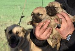 Kangal köpeği sevdasını 'safkan' üretim çiftliğine dönüştürdü