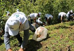 Fındık fiyatları 350 TL’den 170-180 TL’ye düştü! Üreticiden çağrı var