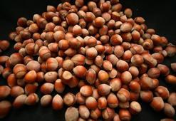 Fındık fiyatları rekor kırdı