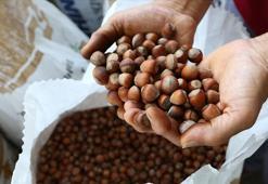 Türkiye fındık ihracatından 426 milyon doları aşkın gelir sağladı