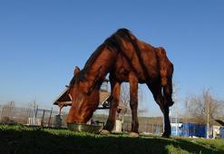 Uyutulmaktan ampute edilerek kurtulan Frida, yaşamını 3 bacağıyla sürdürüyor