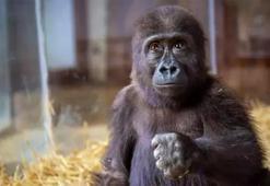İstanbul Havalimanı'nda bulunan yavru goril için isim önerileri gelmeye devam ediyor: Bakanlık anket başlattı