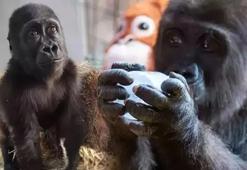 İstanbul Havalimanı'nda bulunan yavru gorilin ismi 'Zeytin' oldu