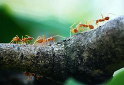 Karıncalarla ilgili şaşırtan keşif: Çalışkan oldukları kadar kinciler! (Zor ayırıyorlar)