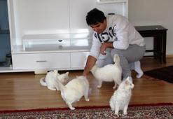Van kedilerinin neslini kurtarmak için evinin kapılarını açtı: Evinde tam 35 kedi besliyor