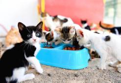 Mersin'de hayvanlar sıcak yuvalarına kavuştu