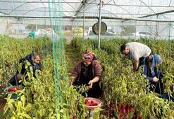 GAP projesiyle suya kavuşan Harran Ovası'nda seralar bereketlendi