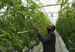 Erzincan'da jeotermal su kaynaklarıyla seralarda domates üretimi yapılıyor