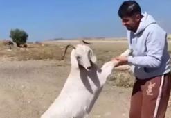 Barınaktan çalınan hamile keçiler kasapta kesilmiş halde bulundu