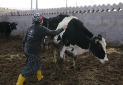 240 bin TL hibe, 60  bin TL kredi desteği ile büyükbaş hayvan yetiştiricisi oldu