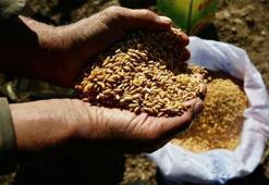 Ata tohumları Tarım Kredi marketlerinde satılacak