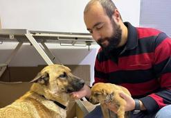 Beylikdüzü'nde sokak köpeği donmak üzere olan yavrusunu veterinere götürdü