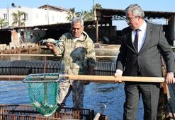 İç piyasada tüketilmeyen mavi yengece yurt dışından talep yağıyor