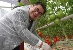 Manisa'da jeotermal serada yılın ilk hasadı gerçekleşti! Bölgenin en önemli tarımsal inovasyonu