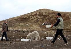 16 yıldır sokak hayvanlarını balıkla besliyor