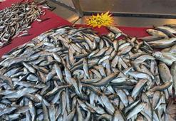 Mangal söndüren balık: Tırsi! Tezgahların gözdesi oldu