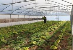25 bin nüfuslu ilçede 780 ton sebze yetiştirildi