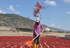 İslahiye pul biberi 50 ülkeye, 50 milyon dolarlık ihraç edildi