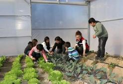 Bu okulda öğrenciler okulda tavuk besleyip sebzecilik yapıyor