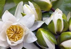 Bu bitki yalnızca Muğla'nın bir bölgesinde yetişiyor: İlk defa bilimsel araştırmaya konu oldu