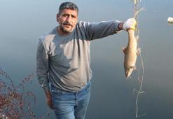 Adana'da kirlenen Ceyhan Nehri'nde balık ölümleri arttı! İnsan sağlığı tehdit altında