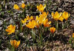Ankara'da baharın müjdecisi çiğdemler açtı