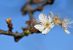 Manisa'da meyve ağaçları çiçek açtı!