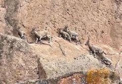 Nesli tükenme tehlikesindeki dağ keçileri, dünyadaki Mars'ta görüntülendiler!