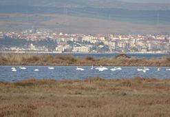 İklim değişikliğinin bu etkisini kimse böyle beklemiyordu! Çanakkale'de ortaya çıktı