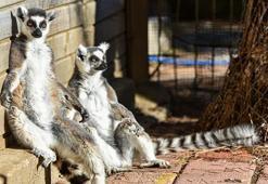 Antalya doğal yaşam parkında lemurların kış güneşi keyfi! Yoga yapar gibi güneşi selamlıyorlar